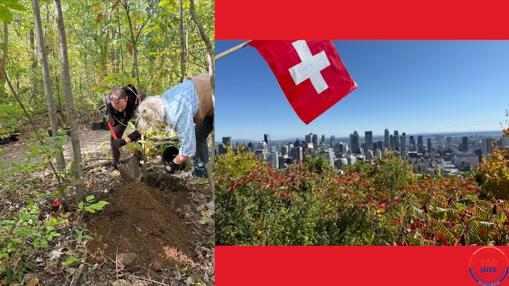 Foto montage - Tree plantation at Mount-Royal
